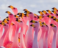 some flamingos
